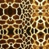 DIP KIT -  GIRAFFE