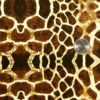 DIP KIT -  GIRAFFE - Image 2