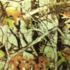 DIP KIT -  FADED CAMO