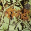 DIP KIT -  FADED CAMO - Image 2