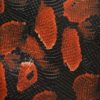 RED BOA SNAKE SKIN