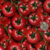 DIP KIT -  TOMATOES - Image 2