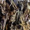 DIP KIT -  TRUE TIMBER DRT FULL SCALE