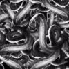 DIP KIT -  SNAKE PIT Dip Kits